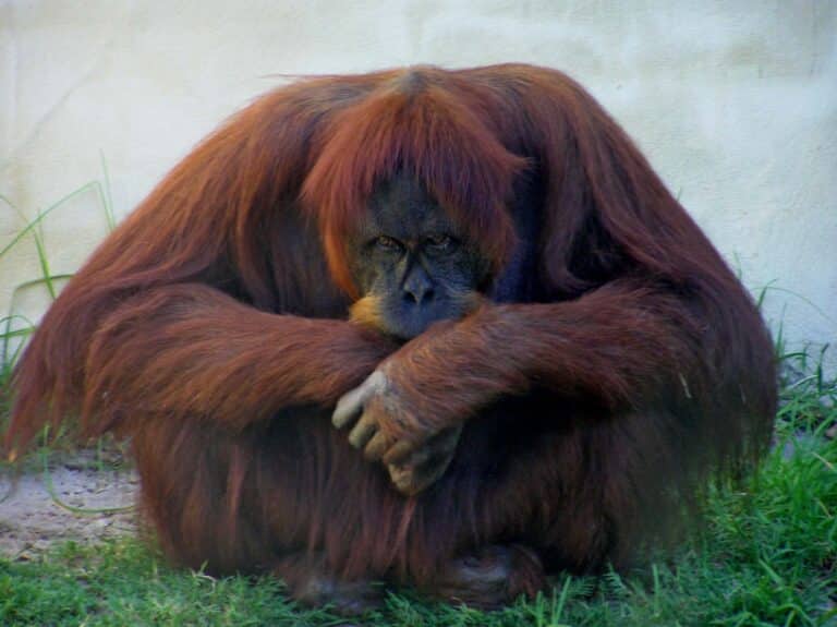 A very sad orang utan who is crying because he will miss you very much